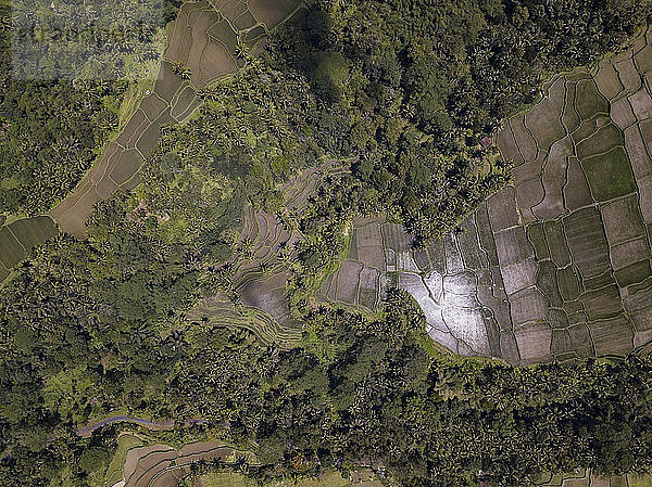 Indonesia  Bali  Ubud  Aerial view of rice fields