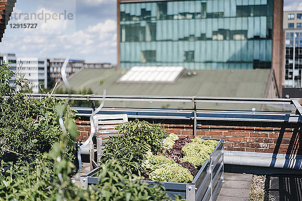 Germany  Duisburg  Urban rooftop garden