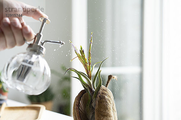 Hand spraying water on plant at home