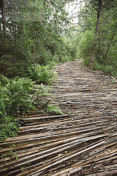 Russia  road with wood in forest
