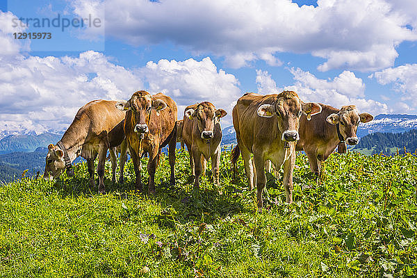Germany  Allgaeu  herd of dehorned brown cattles standing on an Alpine meadow