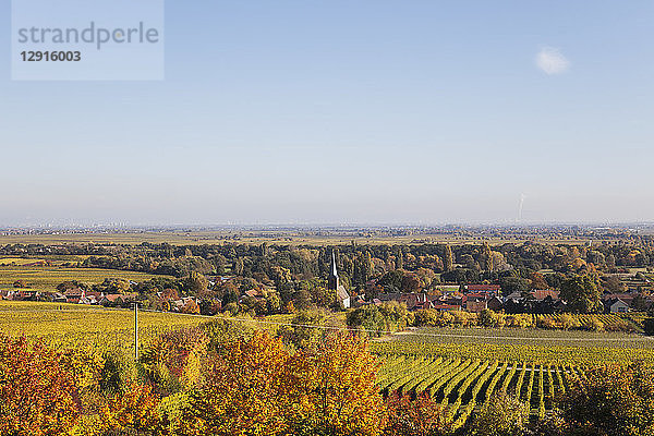 Germany Rhineland-Palatinate  Pfalz  German Wine Route  wine village Forst and vineyards in autumn colours