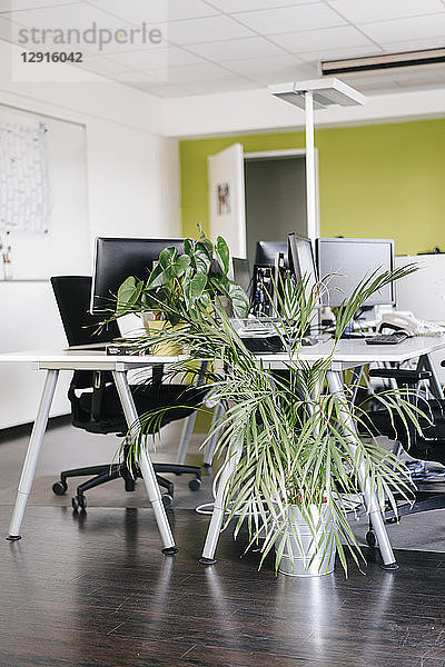 Modern office with potted plants