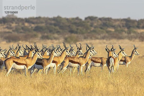 Botswana  Kalahari  Central Kalahari Game Reserve