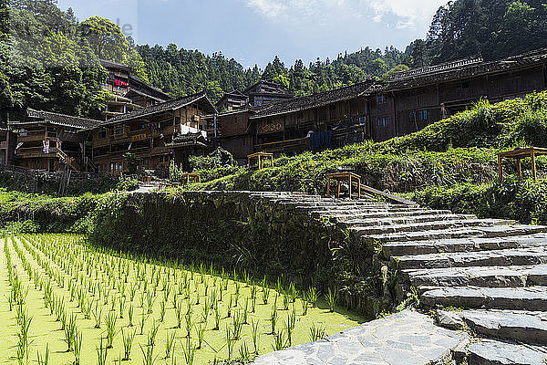 China  Guizhou  Miao rice plantation