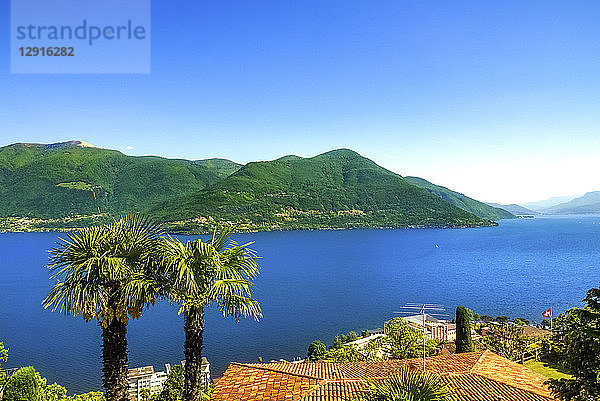 Switzerland  Ticino  Lago Maggiore  Cannobio  palms and roof