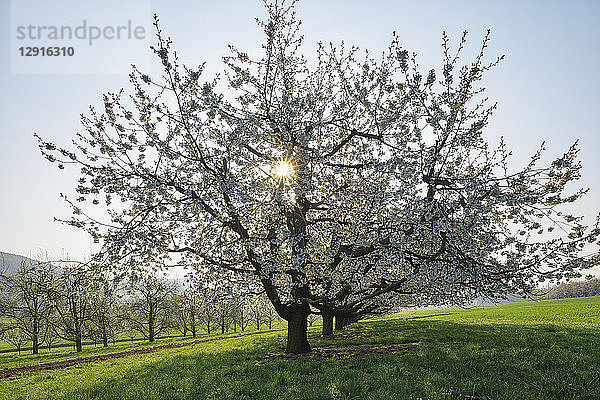 Switzerland  blossoming cherry trees on a meadow at backlight