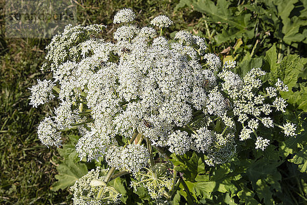 Giant Hogweed with bees