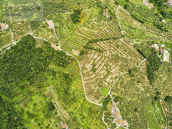 Italy  Tuscany  Aerial view of Monsummano Terme