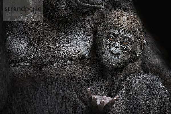 Portrait of gorilla baby close to mother