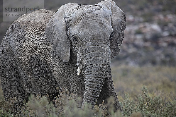South Africa  Aquila Private Game Reserve  Elephant  Loxodonta Africana