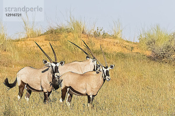 Botswana  Kalahari  Kgalagadi Transfrontier Park  Gemsboks  Oryx gazella