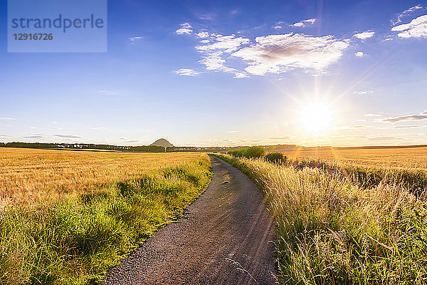 UK  Scotland  East Lothian  dirt track in between fields of barley at sunset