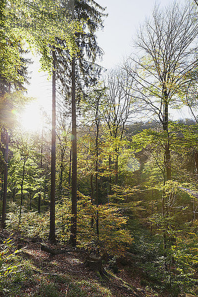 Germany Rhineland-Palatinate  Pfalz  Palatinate Forest Nature Park in autumn  beech trees