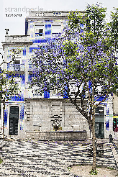 Portugal  Porto  blossoming tree in the old city