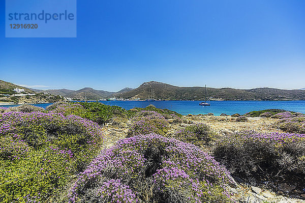Greece  Amorgos  blooming brushes at the coast