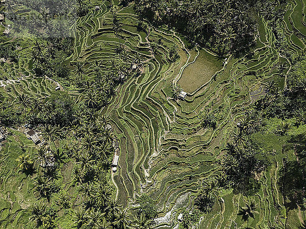 Indonesia  Bali  Ubud  Tegalalang  Aerial view of rice fields  terraced fields