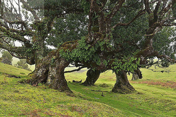 Portugal  Madeira  Fanal  Laurel forest