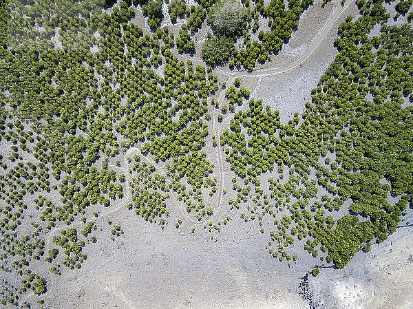 Indonesia  Aerial view of Lombok  paths and bushes