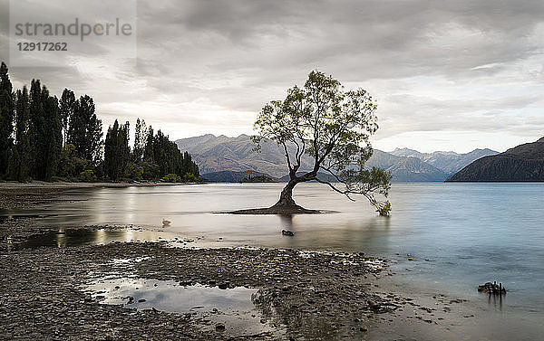 New Zealand  South Island  Otago  Wanaka  The Wanaka Tree