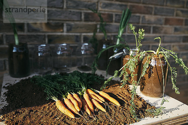 Carrots and other vegetables grown in glass jars