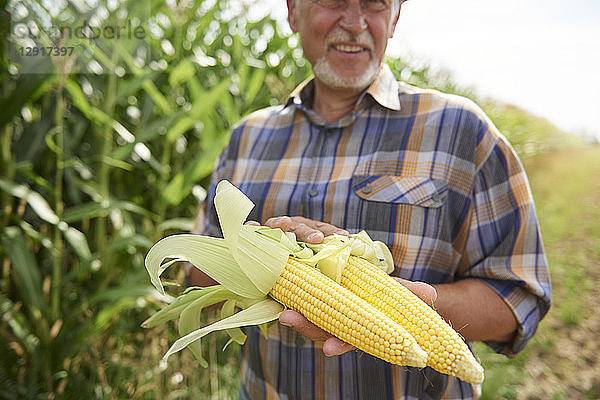 Farmer holding two corn cobs at cornfield