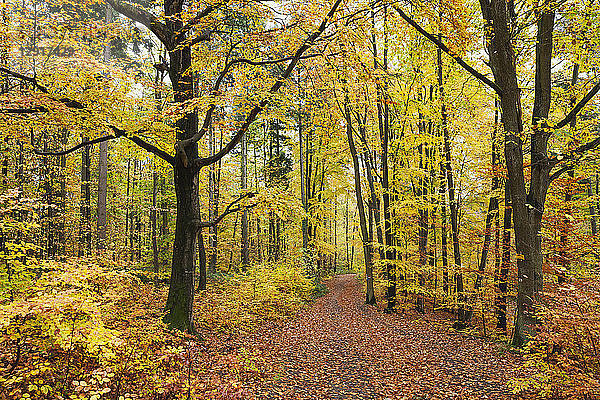 Germany  Rhineland-Palatinate  Palatinate Forest Nature Park in autumn