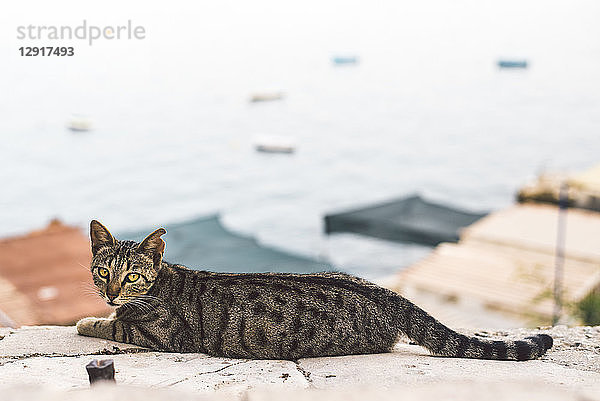 Malta  Valletta  cat lying on wall