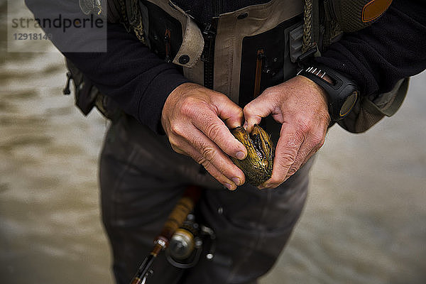 Mittelteil eines Fischers  der versucht  eine Muschel aus dem Grand River zu öffnen  Hamilton  Ontario  Kanada