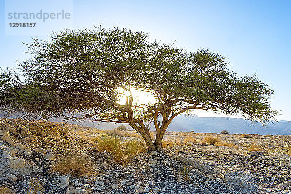 Schöne Naturlandschaft mit Akazienbaum und Wüste  Masada  Region Totes Meer  Südlicher Bezirk  Israel