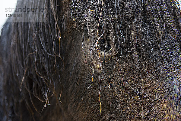 Kopf eines braunen  nassen Islandpferdes  das in die Kamera schaut  Hringvegur  Island