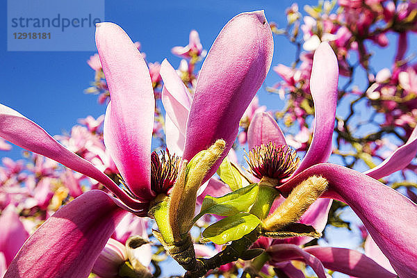 Ein blühender Magnolienbaum in Holehird Gardens  Windermere  Cumbria  UK.