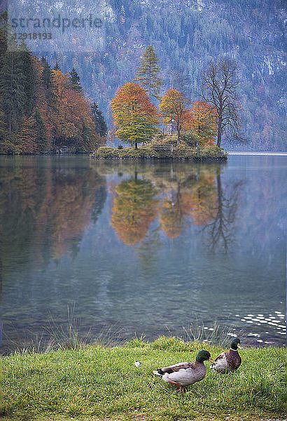 Schöne Naturlandschaft mit Enten am Ufer des Königssee  Bayern  Deutschland