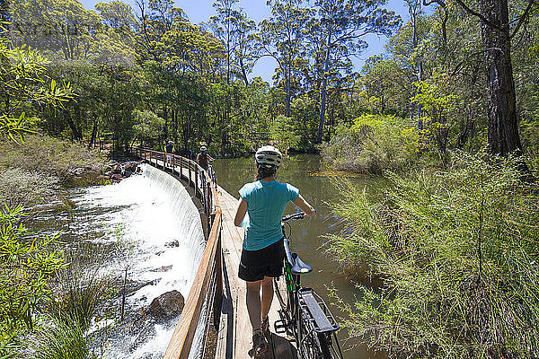 Rückansicht einer Gruppe von drei Personen mit Mountainbikes beim Überqueren einer Brücke am Margaret River in The Pines Trails  Westaustralien  Australien