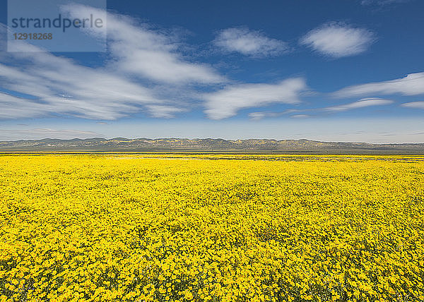 Landschaftliche Ansicht eines Feldes mit gelben Wildblumen  Carrizo Plain National Monument  Kalifornien  USA