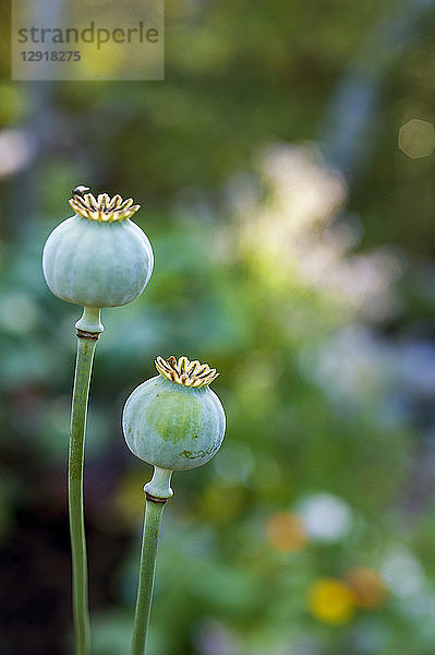 Zwei Schlafmohn¬ÝPapaver¬Ýsomniferum¬ÝSamenköpfe  Chester  Nova Scotia  Kanada