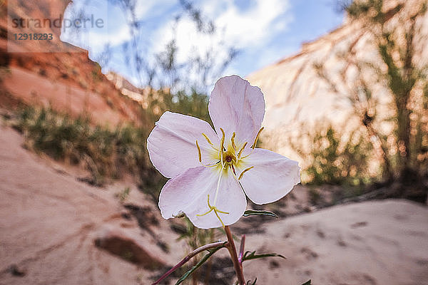 Nahaufnahme einer schÃ¶nen weiÃŸen Blume in der WÃ?ste  GrandÂ Staircase-EscalanteÂ National Monument  Utah  USA