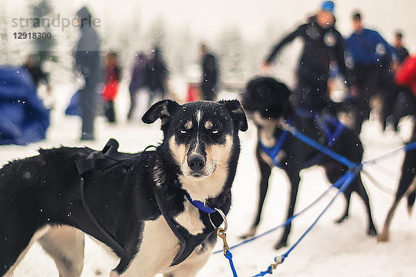 Blick auf Schlittenhunde und Menschen im Hintergrund  Whistler  British Columbia  Kanada