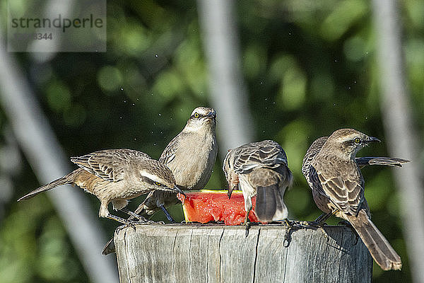 Gruppe von vier Kreidebrauen-Spottdrosseln Mimus saturninus bei der Fütterung mit Wassermelonen an einer Vogelfutterstelle  Sao Jorge  Chapada dos Veadeiros  Goias  Brasilien