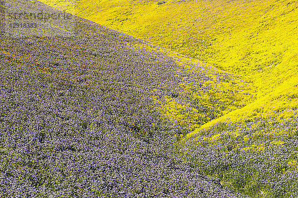 Landschaft mit gelben und violetten Wildblumen  CarrizoÂ Plain National Monument  Kalifornien  USA