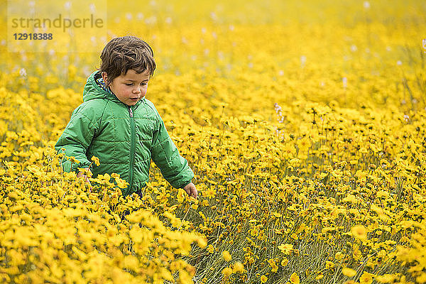 Taillenaufnahme eines Jungen in einem Feld mit gelben Wildblumen  Carrizo Plain National Monument  Kalifornien  USA