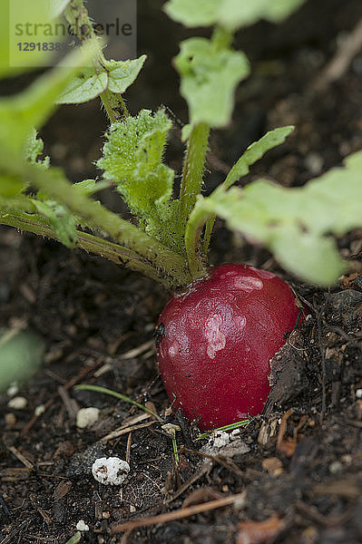 Nahaufnahme¬Ývon Rettich im Bio-Garten  Halifax  Nova¬ÝScotia  Kanada