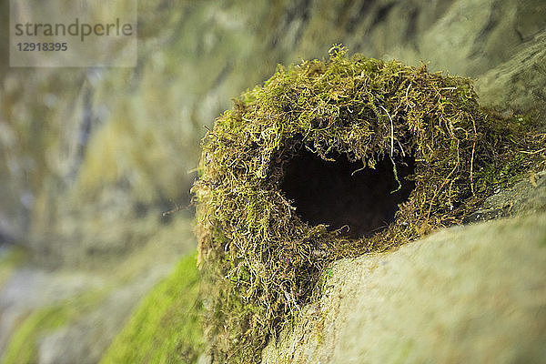 Nahaufnahme eines Nests der Amerikanischen Wasseramsel (Cinclus mexicanus)