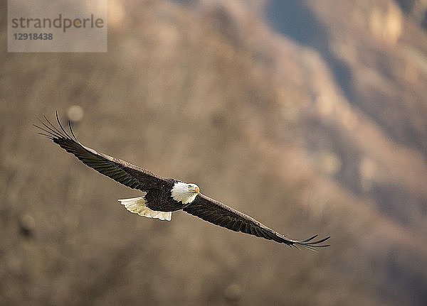 einzelner WeißkopfseeadlerÂ (Haliaeetus leucocephalus) im Flug