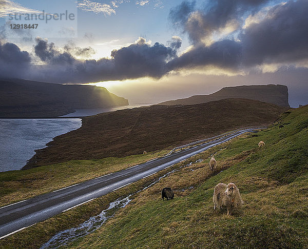 Ruhige Szene mit Schafen und Straße am Meeresufer bei Sonnenuntergang  Eidi  Färöer Inseln