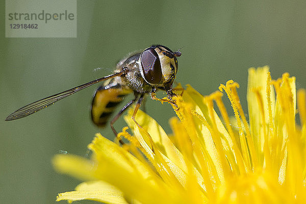 Nahaufnahme einer Biene  die Pollen auf gelbem Löwenzahn sammelt  Jackson Hole  Wyoming  USA