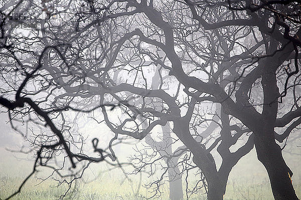 Schöne Landschaft mit Eichenwald (Quercus ilex) in der Nähe von Rio Tinto in der Morgendämmerung mit Nebel  Provinz Huelva  Spanien