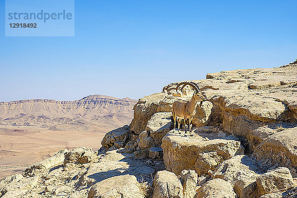 Blick auf einen einzelnen Nubischen Steinbock (Capra nubiana) in der Negev-Wüste  Mitzpe Ramon  Südlicher Bezirk  Israel
