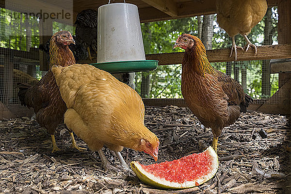 Hühner kühlen sich an einem warmen Sommertag ab  indem sie Wassermelone in einem Hühnerstall im Hinterhof fressen  Hobart  Wisconsin  USA