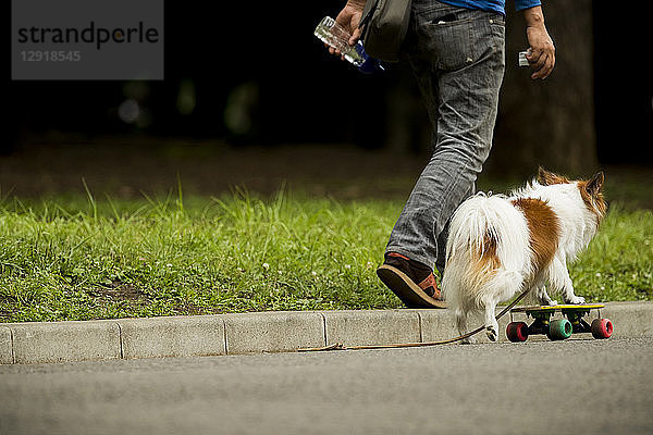 Kleiner Hund fährt Skateboard auf dem Bordstein neben seinem spazierenden Besitzer  Tokio  Tokio  Japan